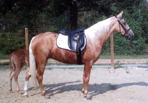 semmelsaddle007.jpg